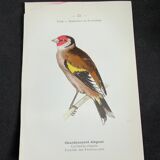 Naturalist plate old birds double-sided engraving work 1908 G. Denise