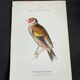 Planche naturaliste ancienne oiseaux gravure double face ouvrage 1908 G. Denise