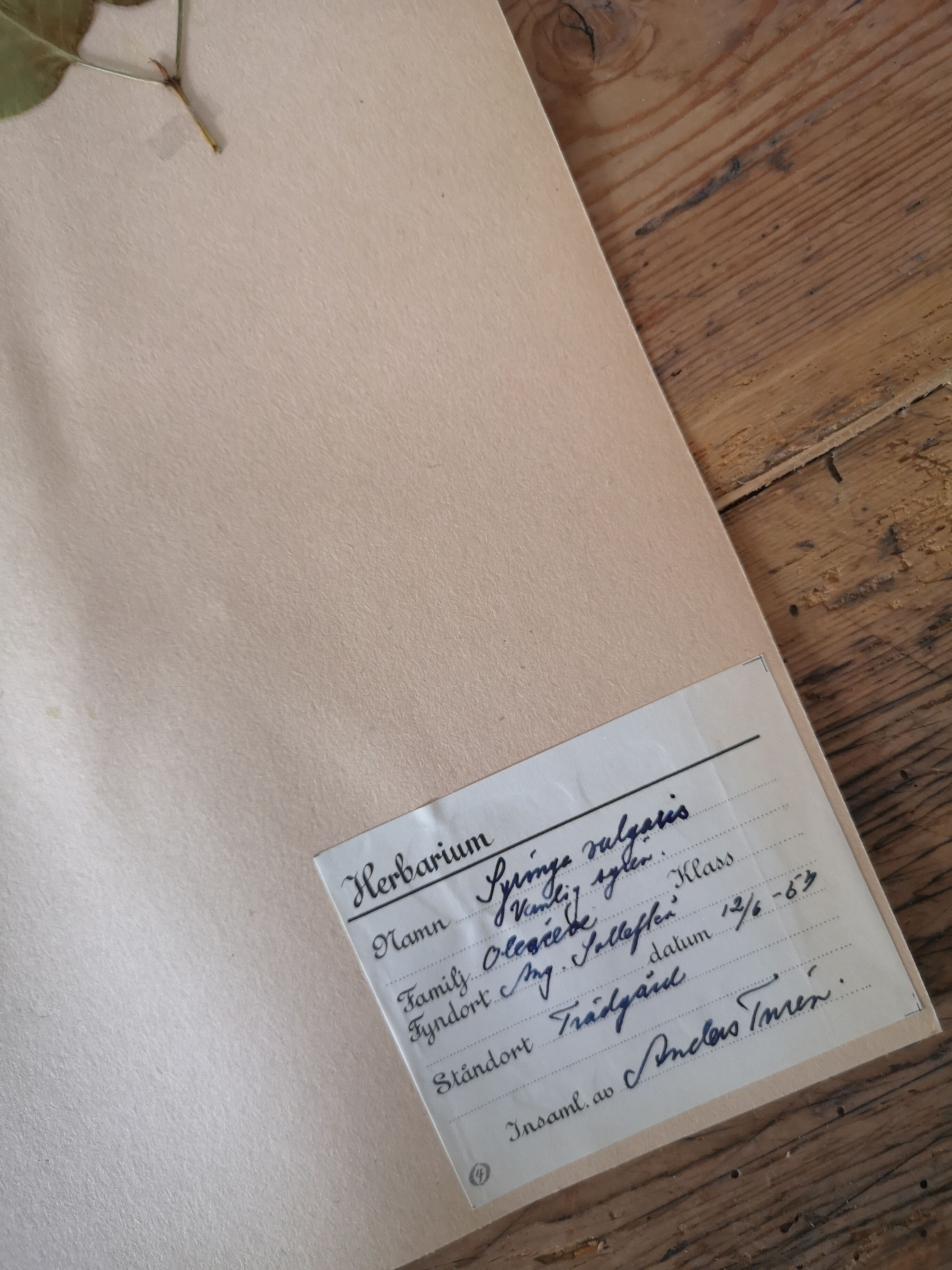 Herbarium - ancient Swedish herbarium board