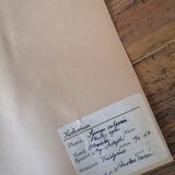 Herbarium - ancient Swedish herbarium board