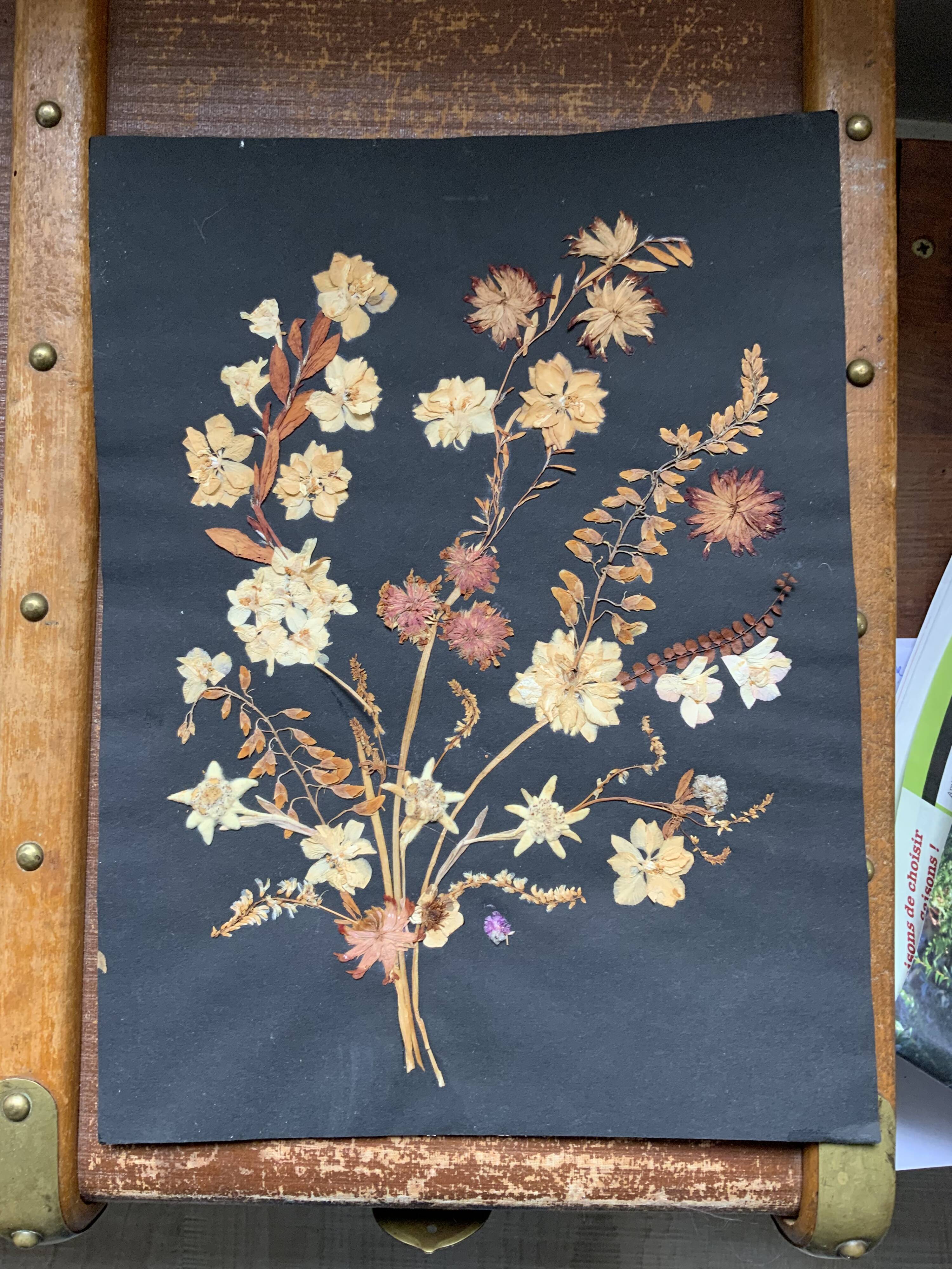 Herbarium ancient natural composition in flower and grass under glass