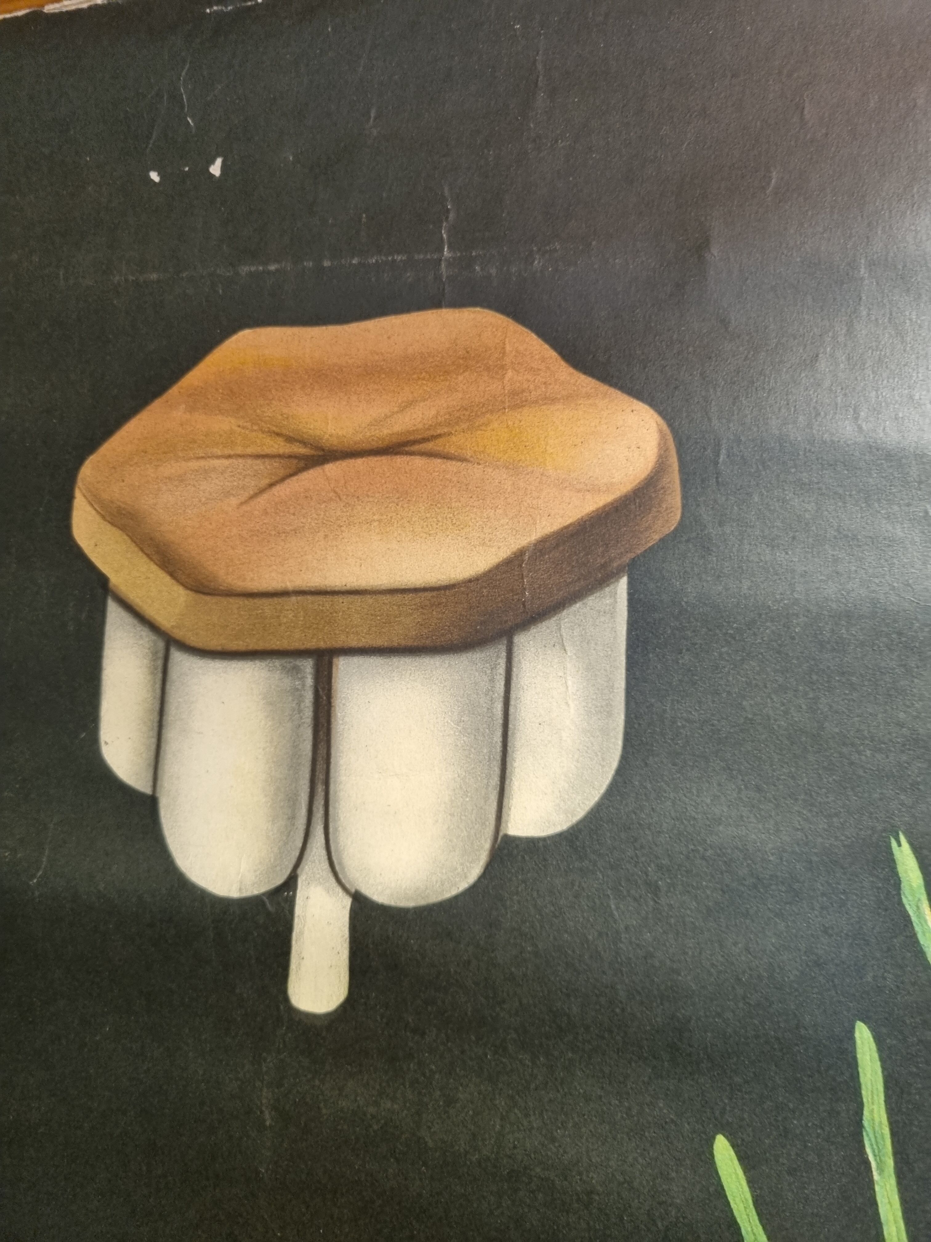 Botanical board coated tissue