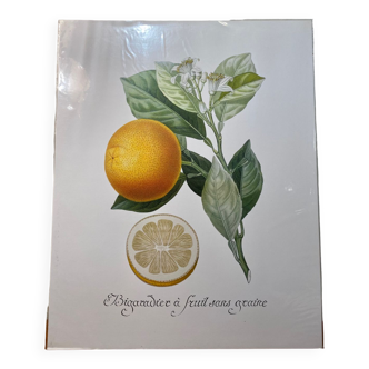 Risso Citrus Lithograph