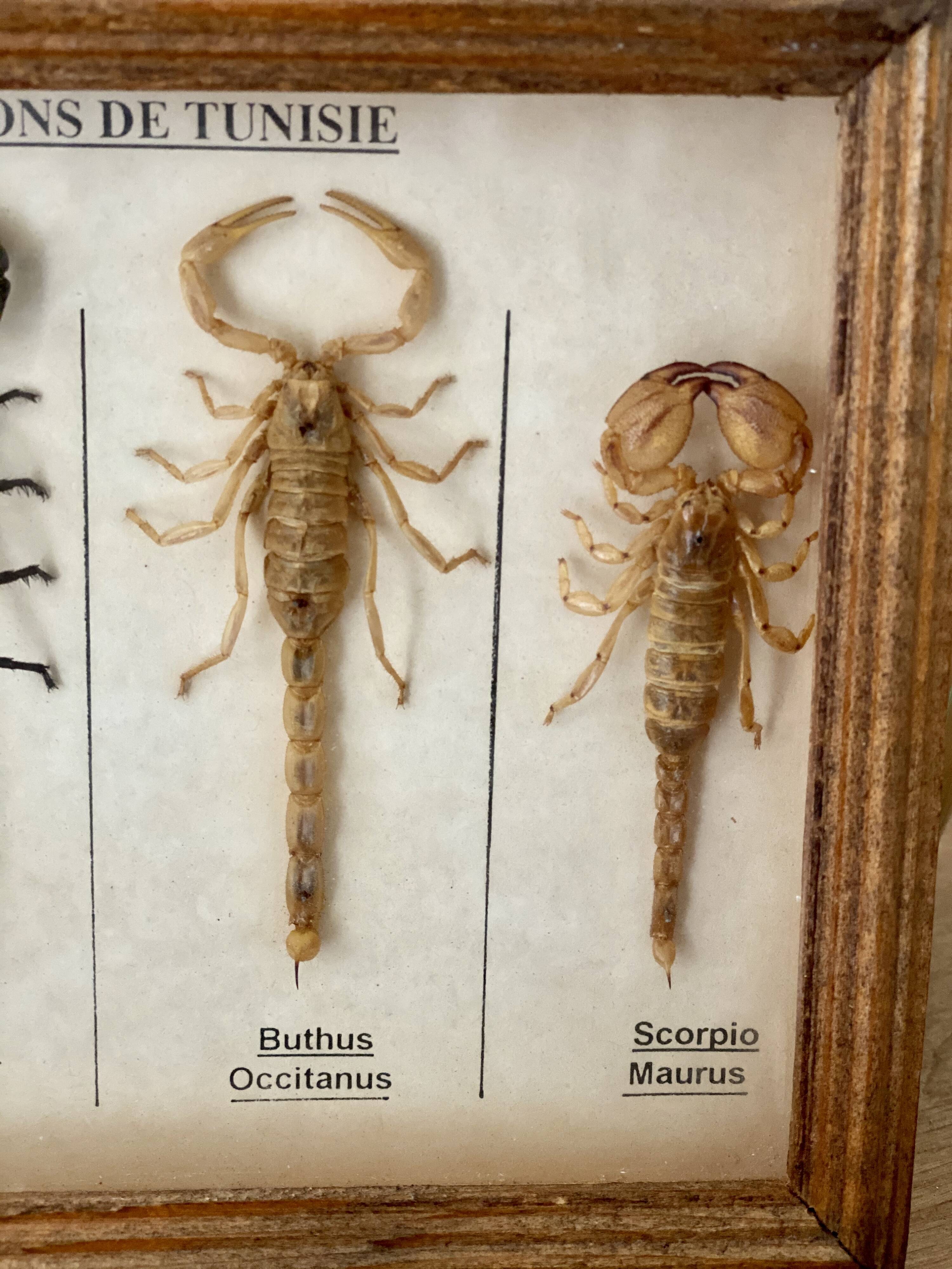 Frame 4 naturalized scorpions de curiosity cabinet