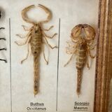 Frame 4 naturalized scorpions de curiosity cabinet