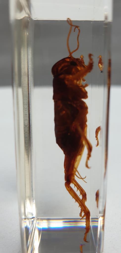 Insect under resin Pakistan giant cricket