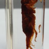 Insect under resin Pakistan giant cricket