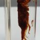 Insect under resin Pakistan giant cricket