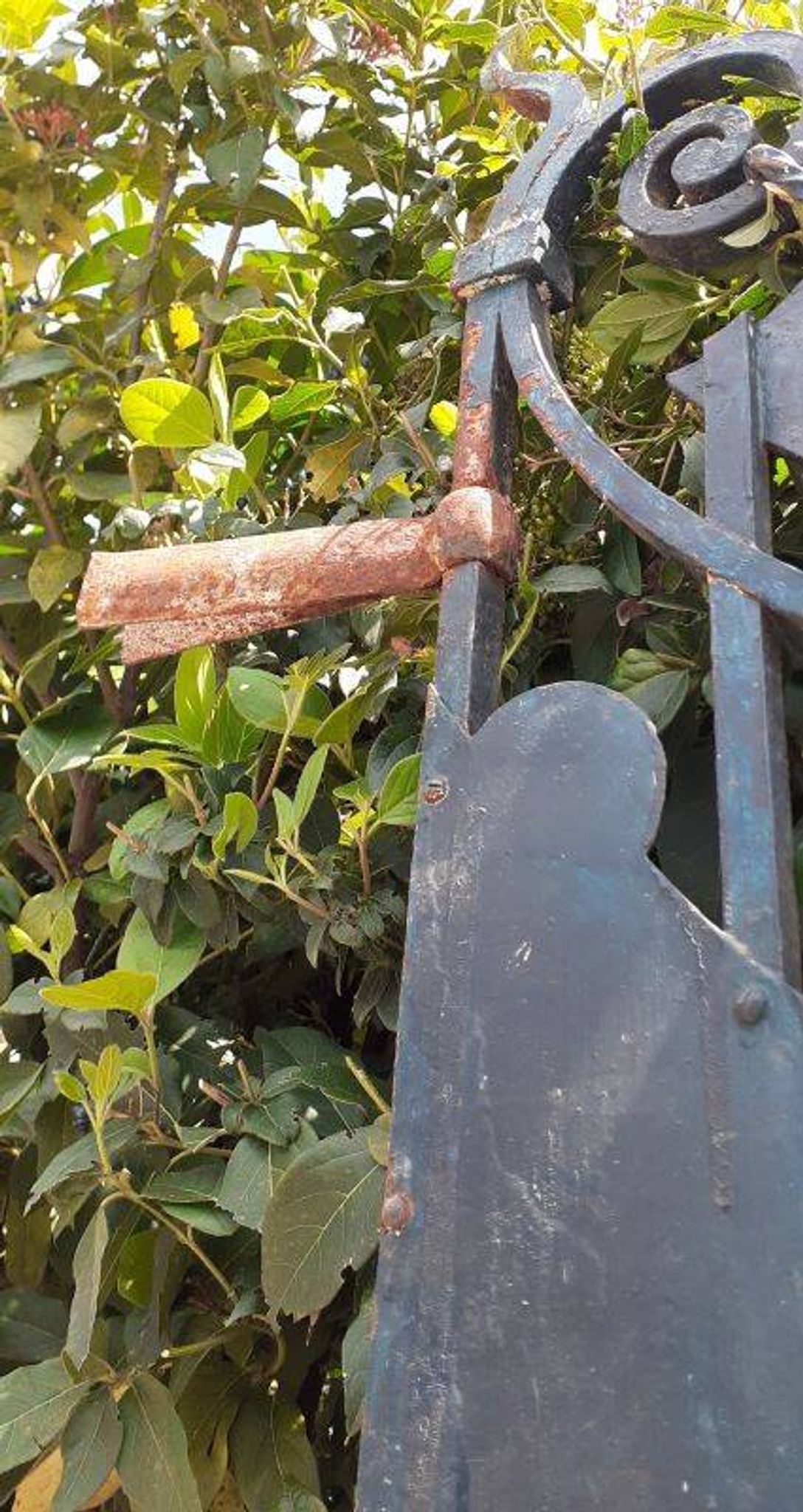 Solid gate, garden iron, H227x110cm, old, exterior door