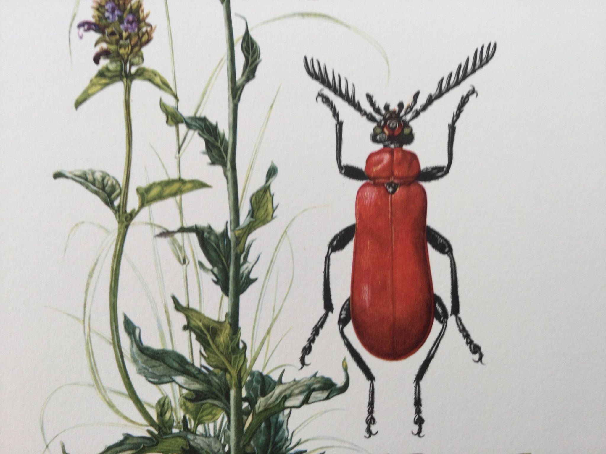 Antique Insect Illustration, Vintage Print, 1960s