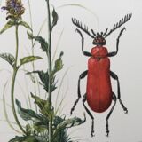 Antique Insect Illustration, Vintage Print, 1960s