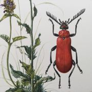 Antique Insect Illustration, Vintage Print, 1960s