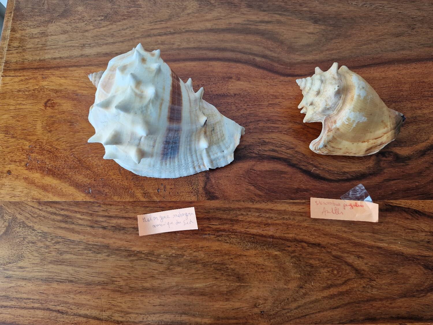 Lot of 2 vintage seashells