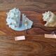 Lot of 2 vintage seashells