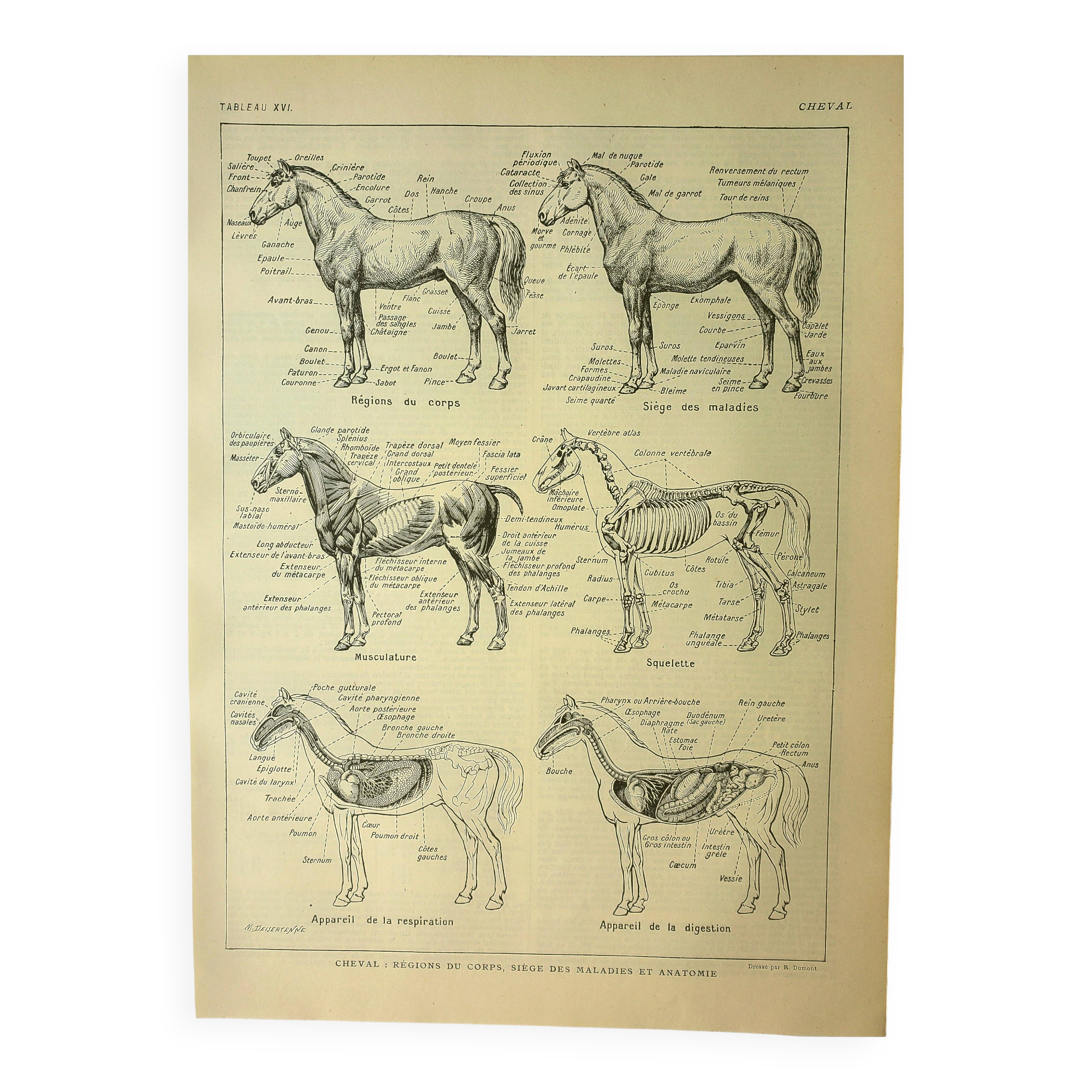 Antique lithograph 1921 - Horse 1 by M. Dessertenne - horseback riding