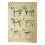 Antique lithograph 1921 - Horse 1 by M. Dessertenne - horseback riding