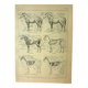 Lithographie ancienne 1921 - Cheval 1 par M. Dessertenne - équitation