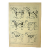 Lithographie ancienne 1921 - Cheval 1 par M. Dessertenne - équitation