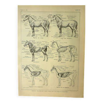 Antique lithograph 1921 - Horse 1 by M. Dessertenne - horseback riding