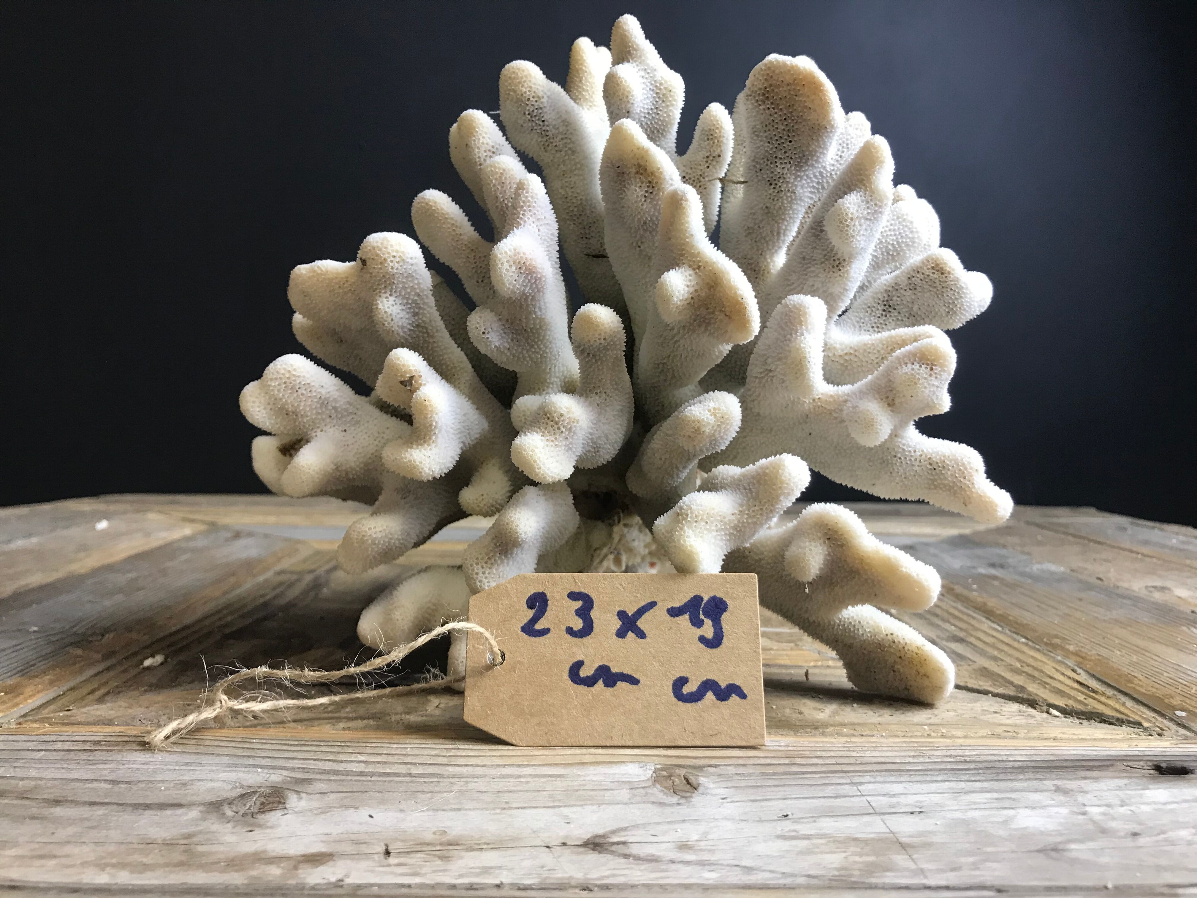 Corail elkhorn