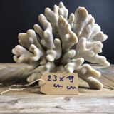 Elkhorn coral