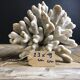 Corail elkhorn