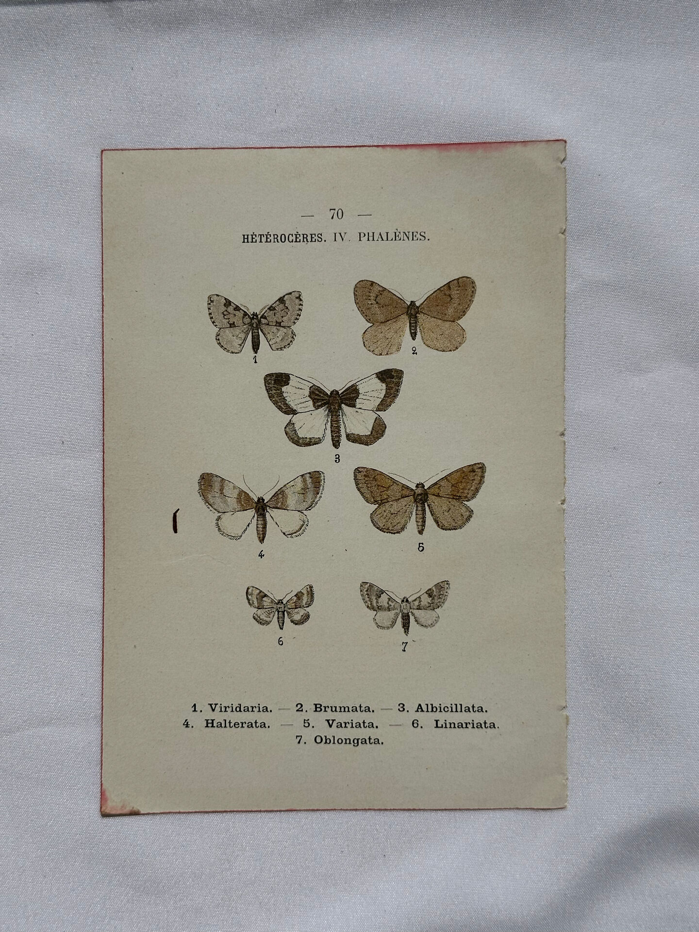 Gravure botanique papillons double face planche naturaliste Eau forte