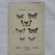 Gravure botanique papillons double face planche naturaliste Eau forte
