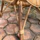 Vintage rattan armchair