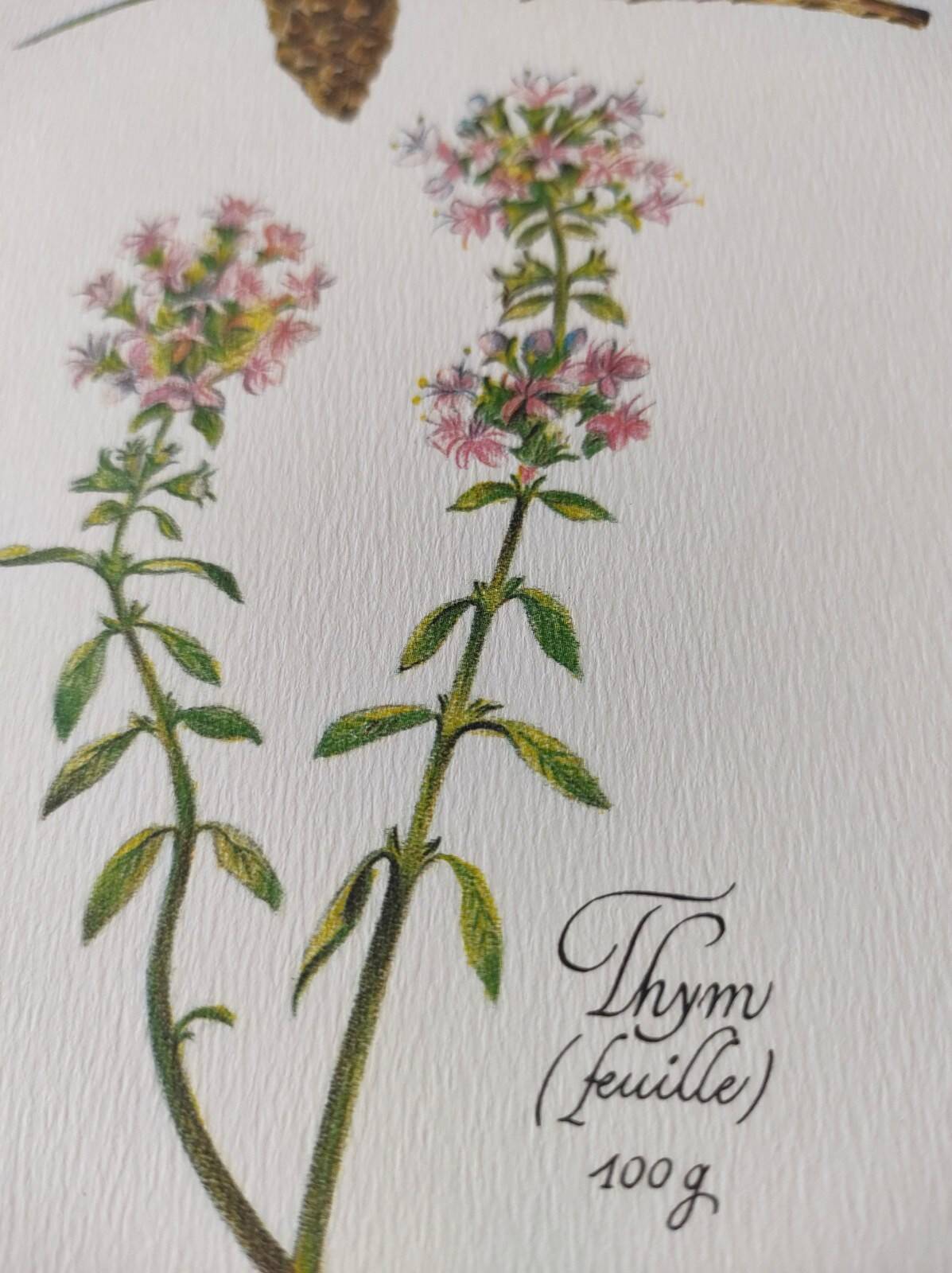 Botanical printing -Catarrh herbal tea- Engraving of medicinal plants and herbs