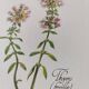 Botanical printing -Catarrh herbal tea- Engraving of medicinal plants and herbs
