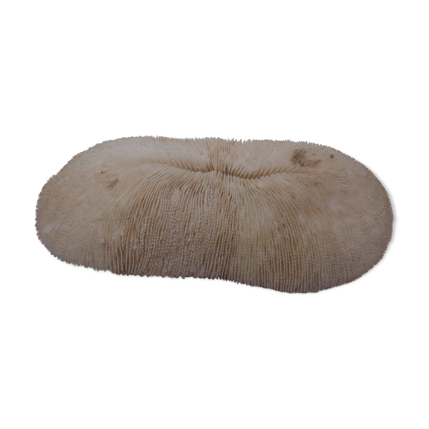 ancient white coral (fungia, coral mushroom)