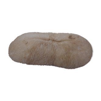 ancient white coral (fungia, coral mushroom)