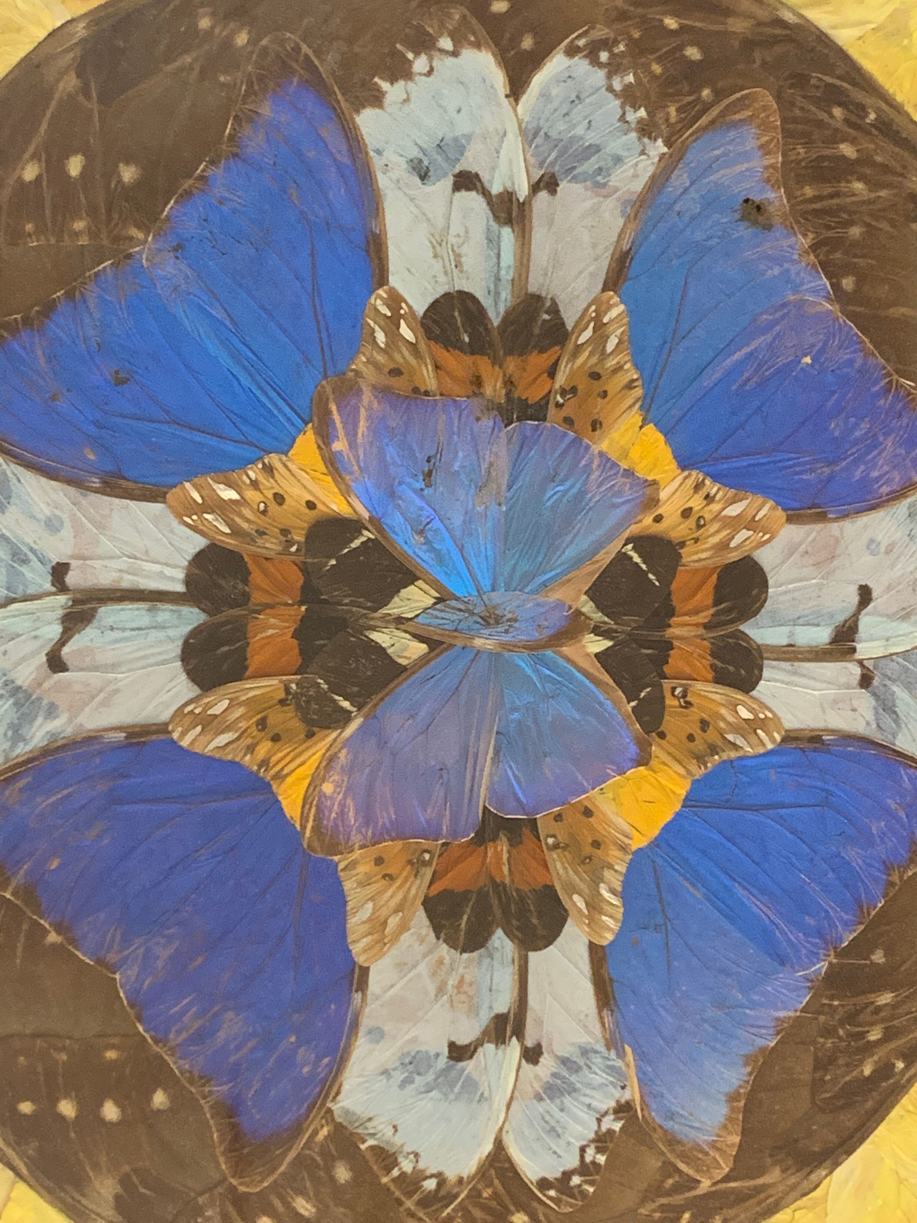 Rosewood wood top, marquetry and butterflies, Brazil 1950