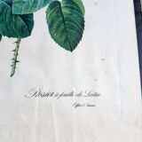 Pink botanical poster with lettuce leaves JP Redouté