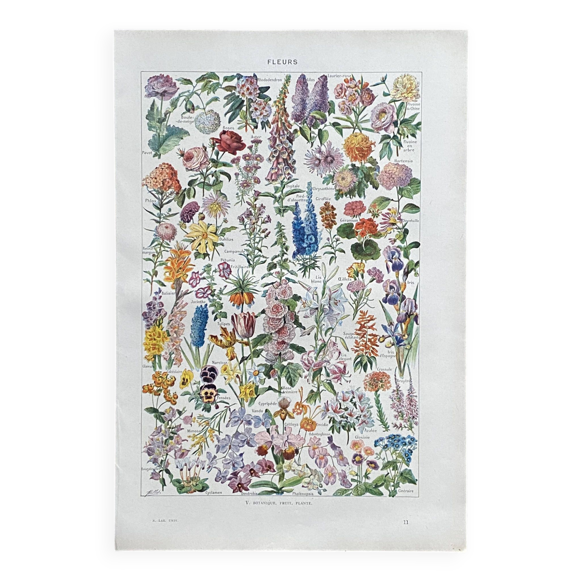 Old illustration Millot "flowers"