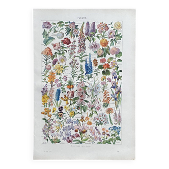 Illustration ancienne Millot "fleurs"