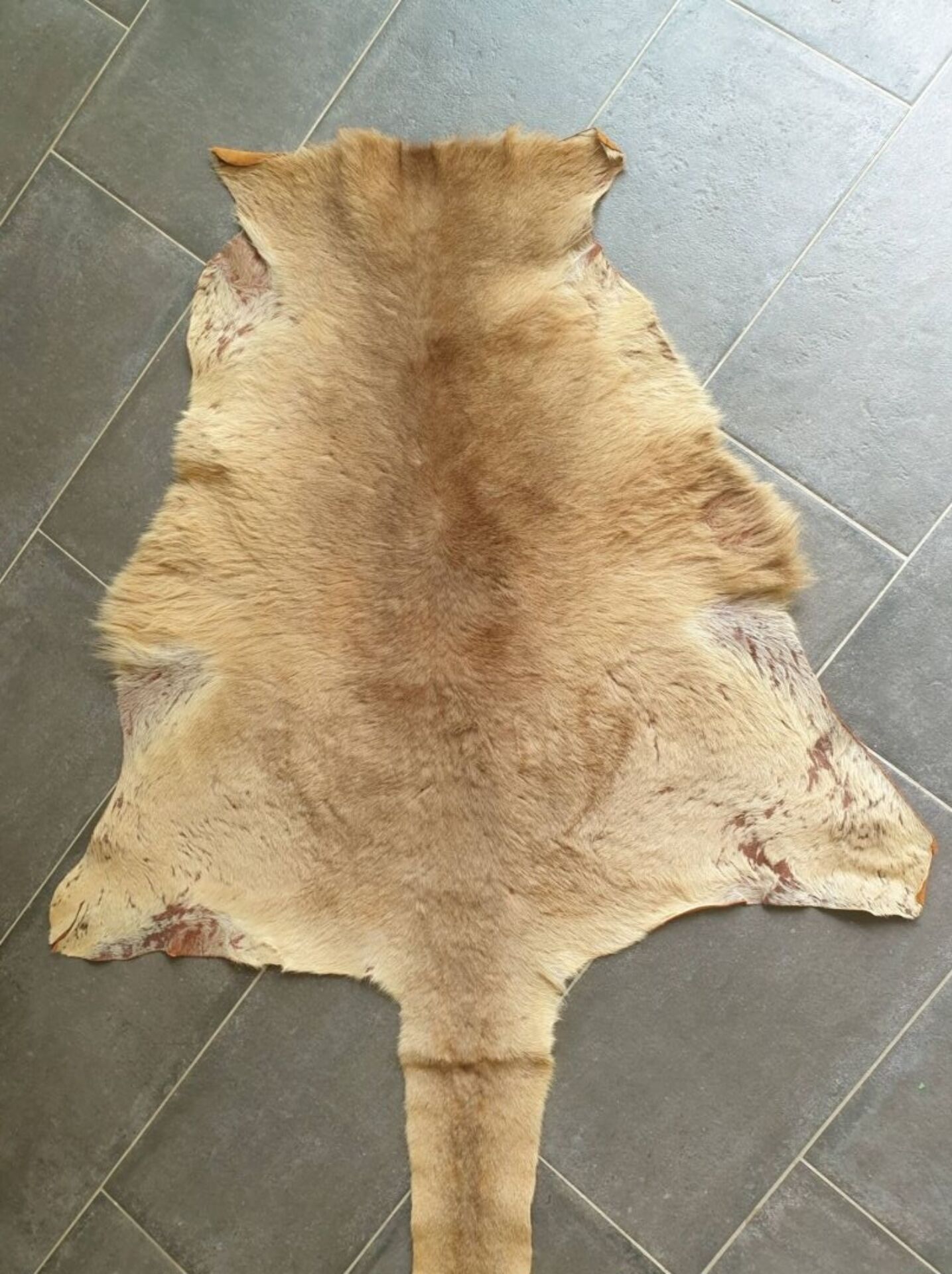 Kangaroo skin Curiosity cabinet