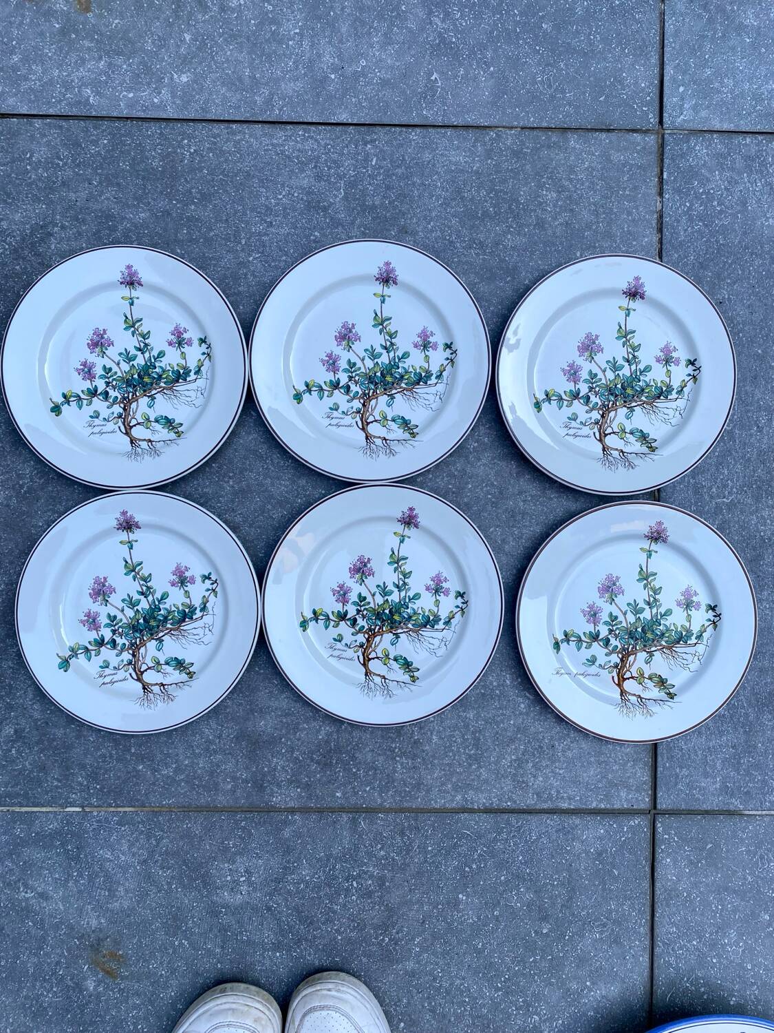 Lot de 6 assiettes à dessert "Thymus" BOCH Botanica
