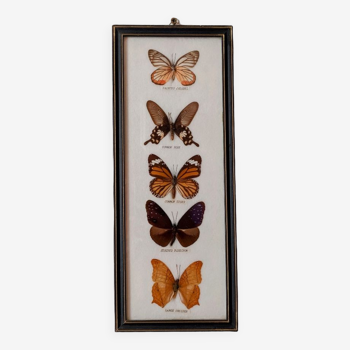 Taxidermie papillons vintage