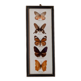 Taxidermie papillons vintage