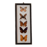 Taxidermy butterfly vintage