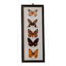 Taxidermie papillons vintage