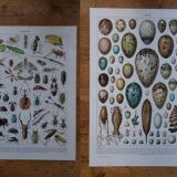 Set of 2 lithographs on insects and eggs