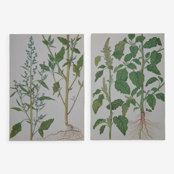 Set of 2 botanical plates Chenopod and Amaranth