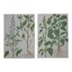Lot de 2 planches botaniques Chénopode et Amarante