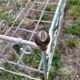 Lit cage volutes pour jardin d'hiver et d'été