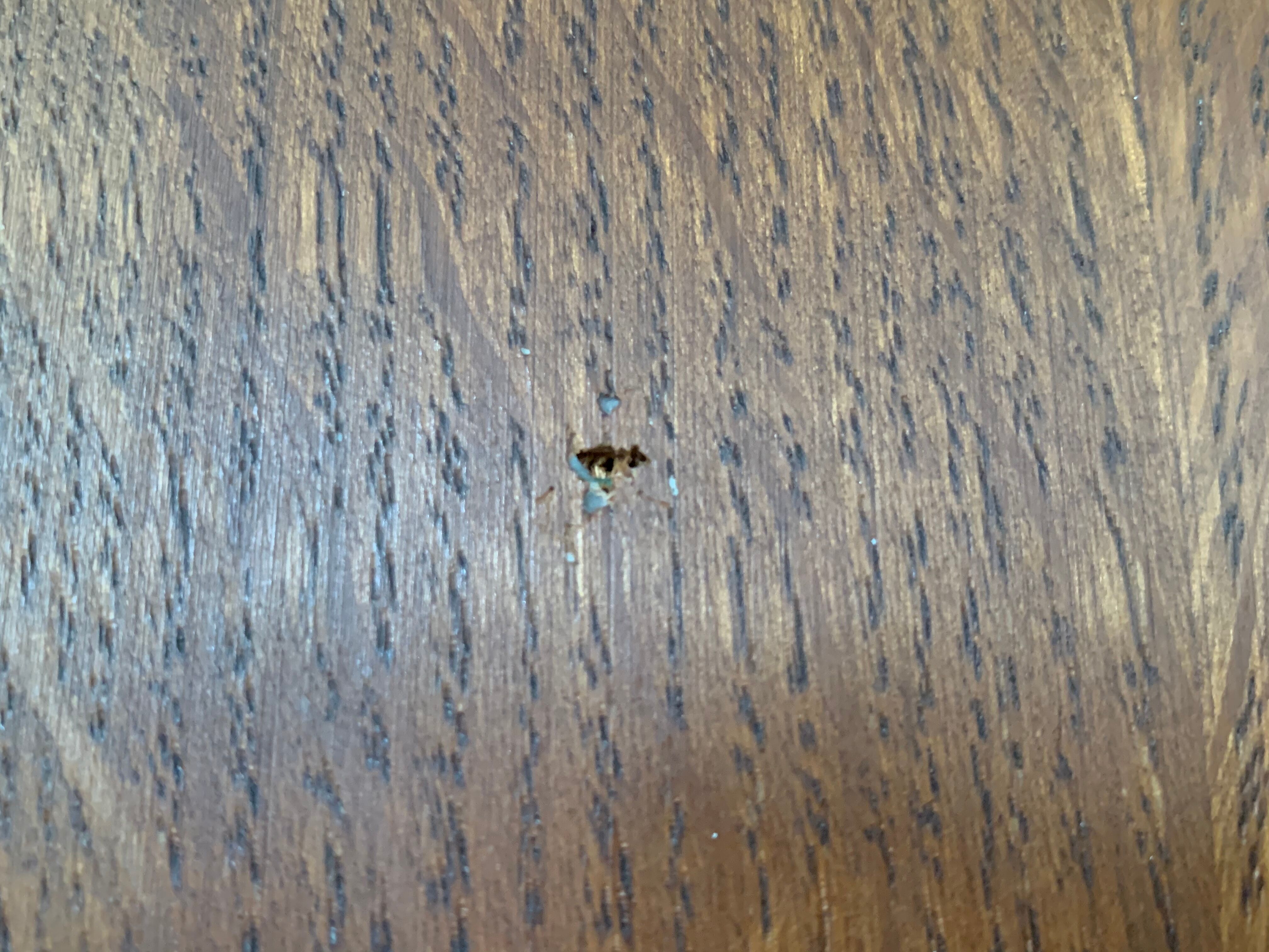 Compas feet cabinet 1950