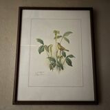 Painting of a signed engraving