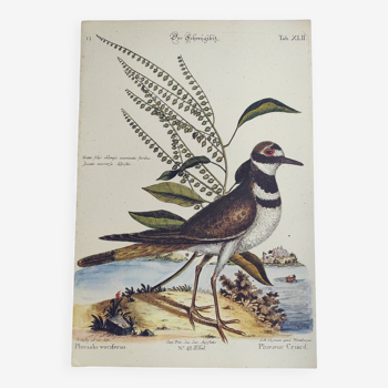 Gravure ancienne oiseau  -Pluvieur Criard- Planche zoologique de Seligmann & Catesby